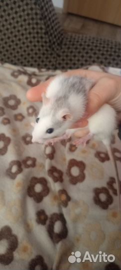 Домашние крысы