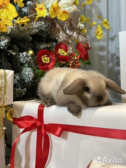 Кролики карликовые элитные