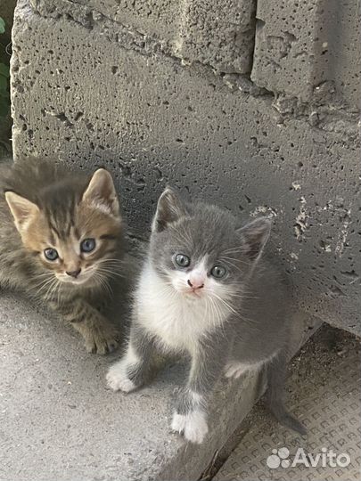 Кошки в добрые руки