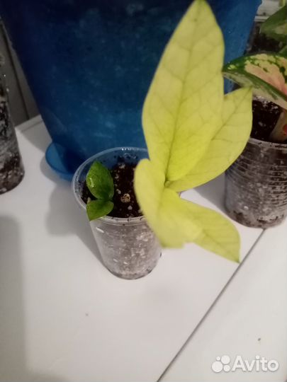 Замиокулькасы Минт и Зензи, кротон Mammi Head