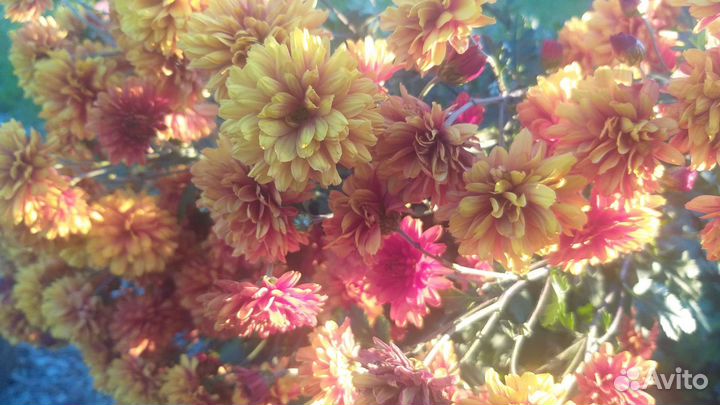 Хризантема оранжево-коричневая