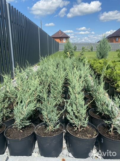 Можжевельник Blue Arrow в Тюмени