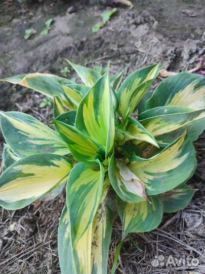 Хоста Тандерболт