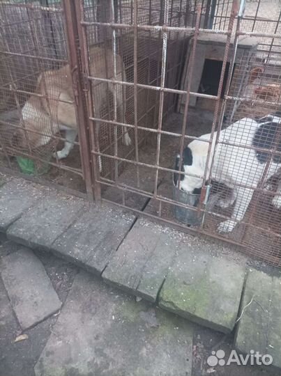 Отдам в охрану среднеазитского кабеля