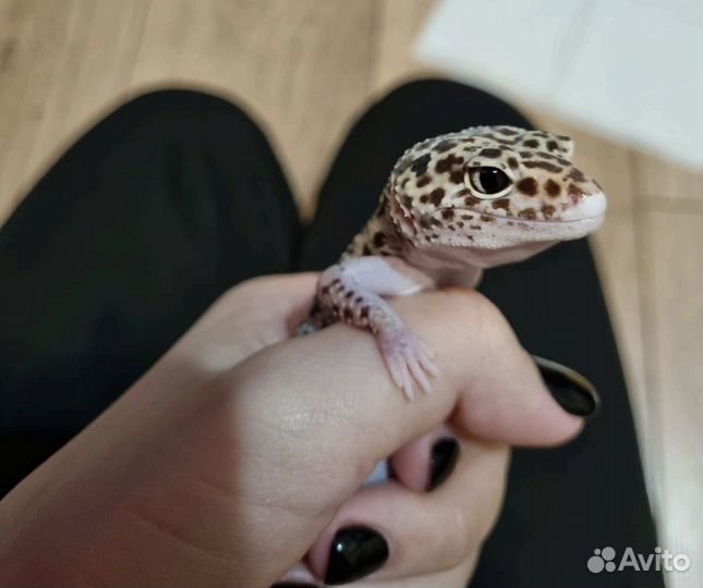 Эублефар Gem Snow Eclipse