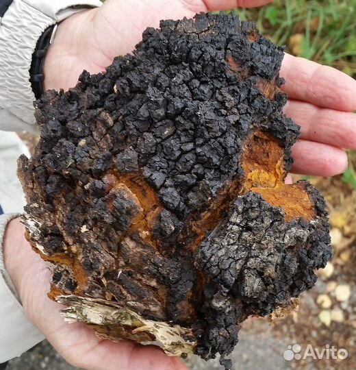 Чага Березовая