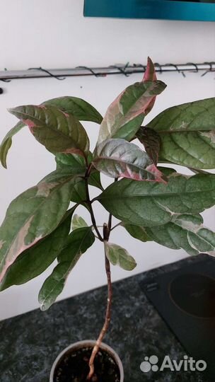 Комнатные растения, цветы