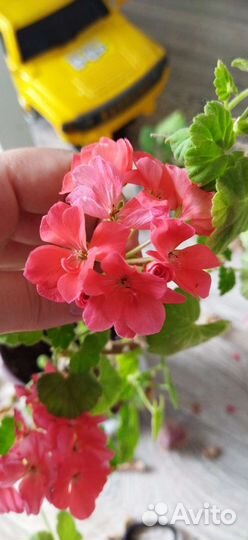 Пеларгония герань