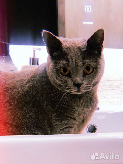 Британская кошка