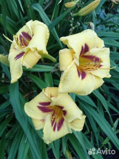 Лилейники, флоксы и другие