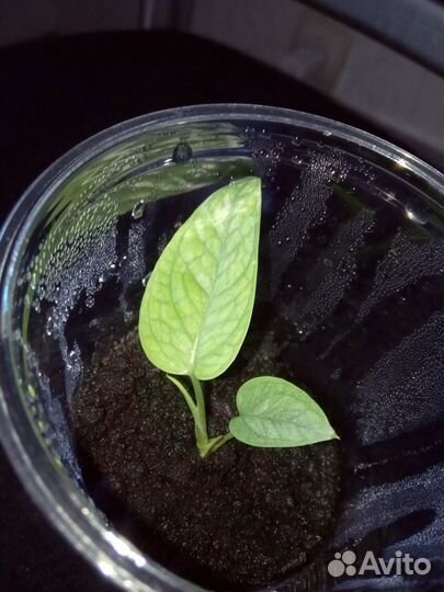 Монстера Сильтепекана, эпипремнумы, филодендрон