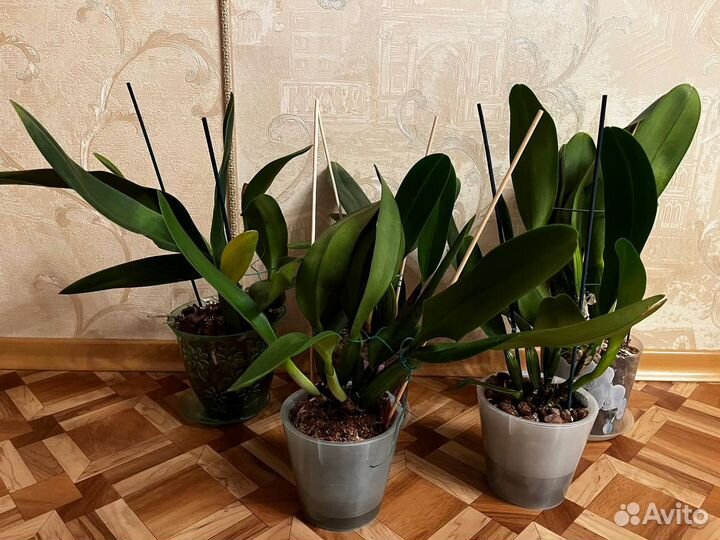 Орхидея каттлея