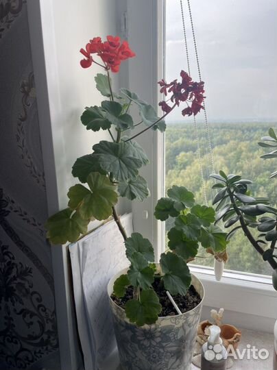 Цветы отдаю