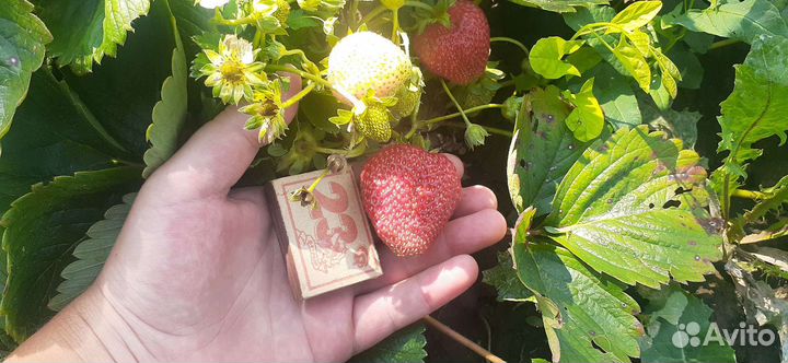 Клубника свежая