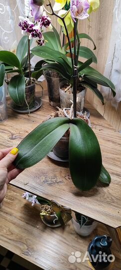 Орхидея фаленопсис бабочка