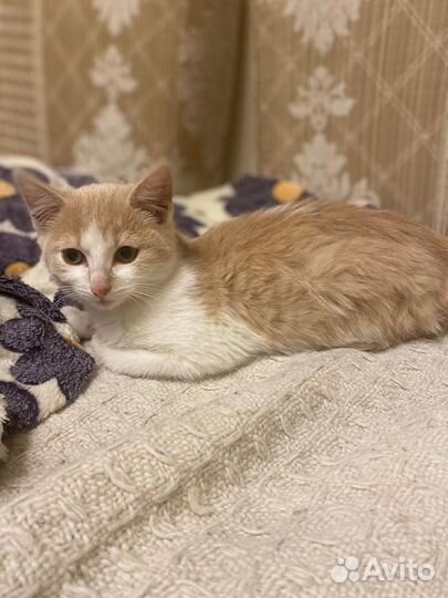 Котик в добрые руки
