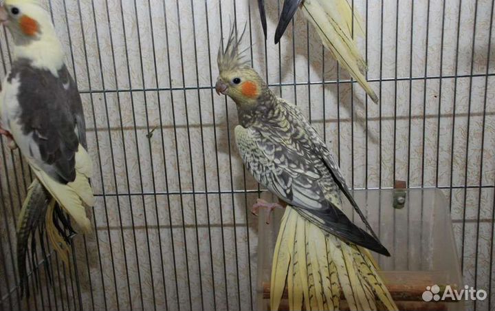 Попугай корелла и Какарики
