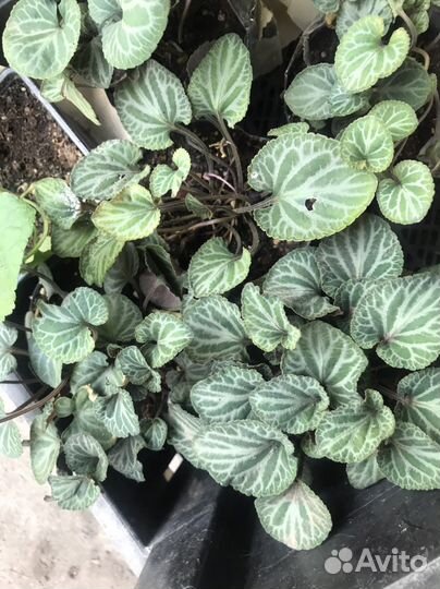 Viola coreana) или фиалка 