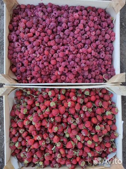 Клубника свежая, выращена на открытом грунте