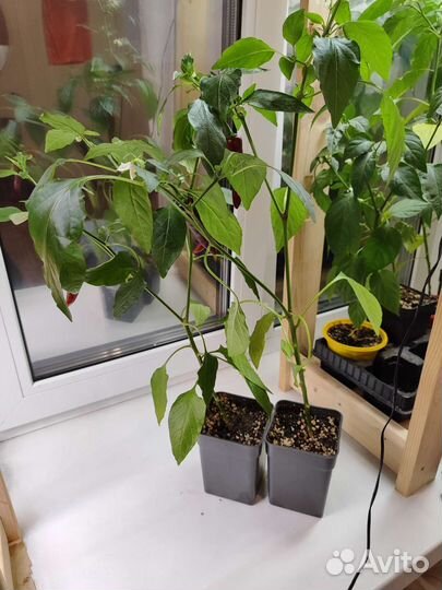 Рассада острого перца