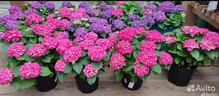 Гортензия Таблетензия Пинк и Пурпл