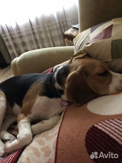 Догситтер (няня для собак)