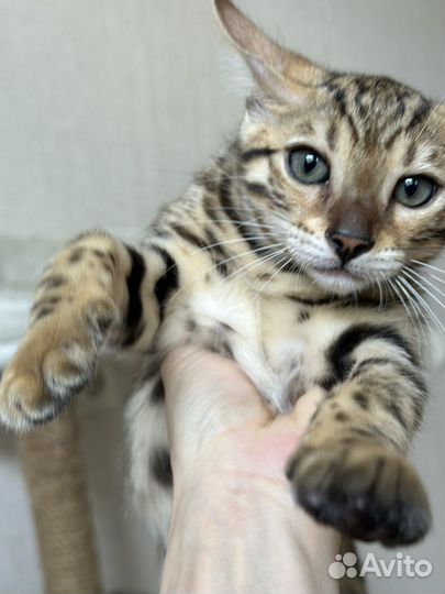 Бенгальская кошка