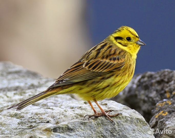 Щегол, чиж, овсянка, вьюрок, и другие певчие птицы