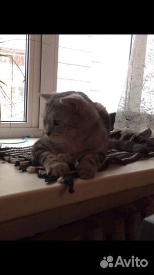 В добрые руки