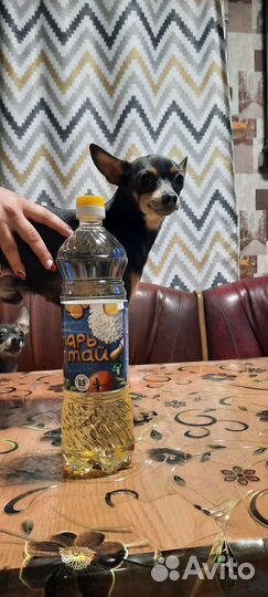 Вязка кобель