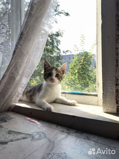 Котенок