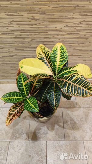 Кротоны: Петра, Голд Даст, Мамми, Экселент