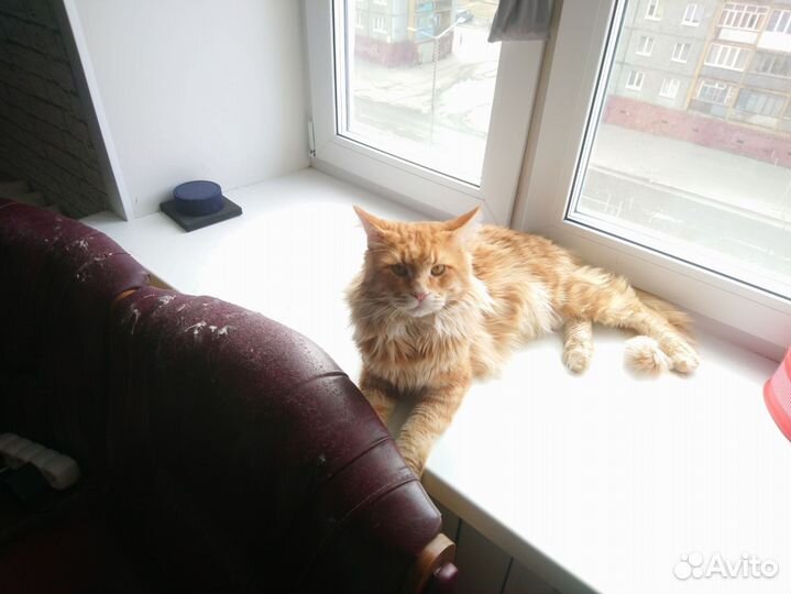 Кот мейн-кун вязка