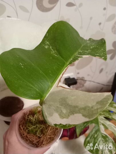 Монстера альба