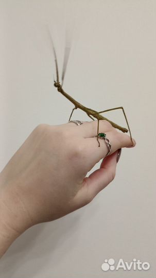 Молодые жуки палочники в добрые руки