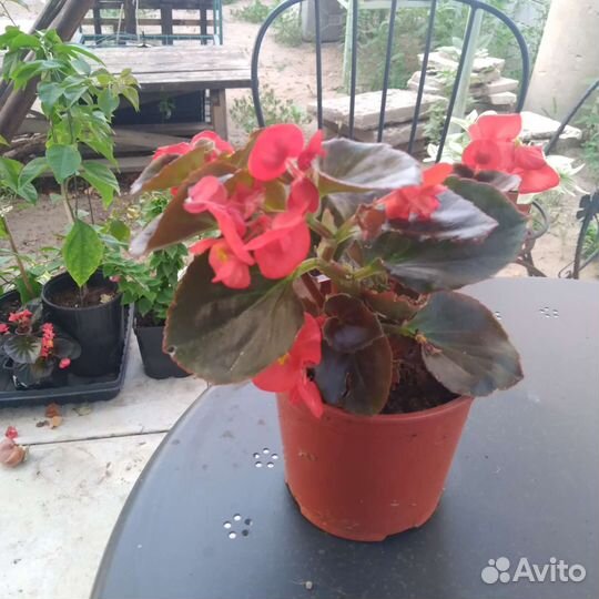 Бегония вечноцветущая