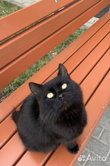 Кот в добрые руки