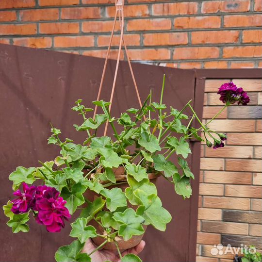 Пеларгония герань плющевидная