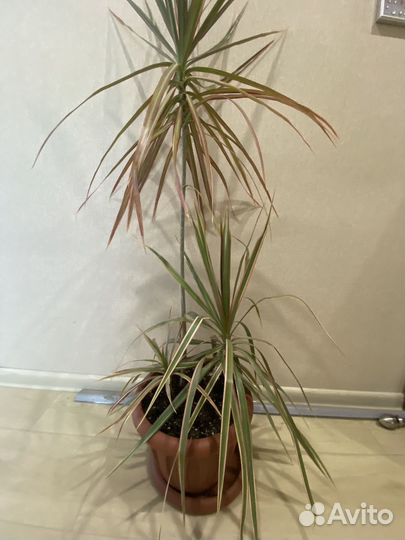 Драцена маргината