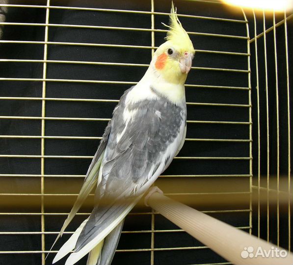 Попугай корелла