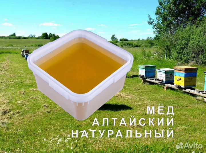 Мёд натуральный с Алтая опт