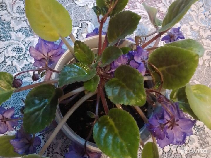 Фиалка ампельная, махровая