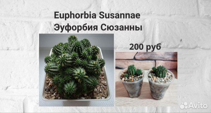 Суккуленты эуфорбия эхеверия крассула сансевиерия