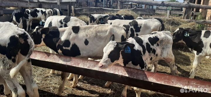 Бычки телята телки