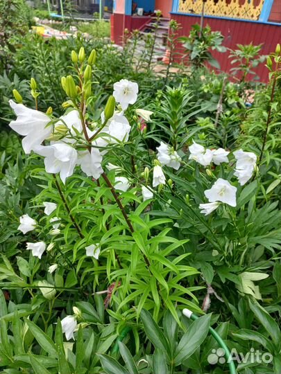 Цветы для сада