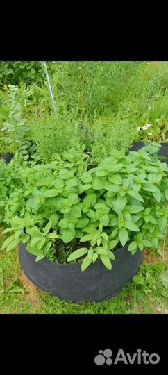 Контейнеры для растений Bagpot