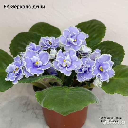 Фиалки сортовые, укоренённые черенки