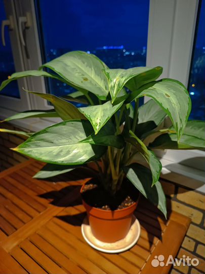 Аглаонема