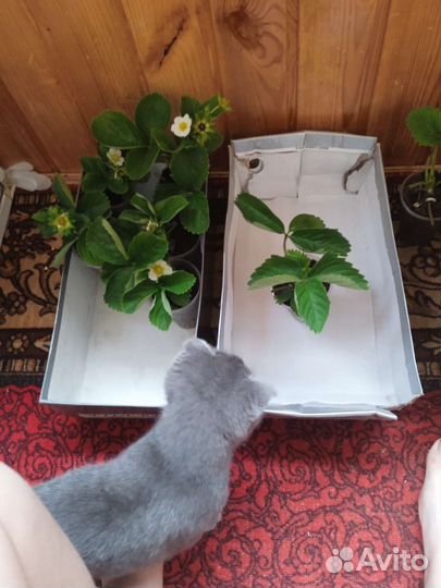 Клубника ремонтантная Мурано