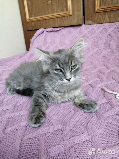 Котята сибирской кошки